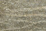 Polished Dinosaur Bone (Gembone) Slab - Morocco #290299-1